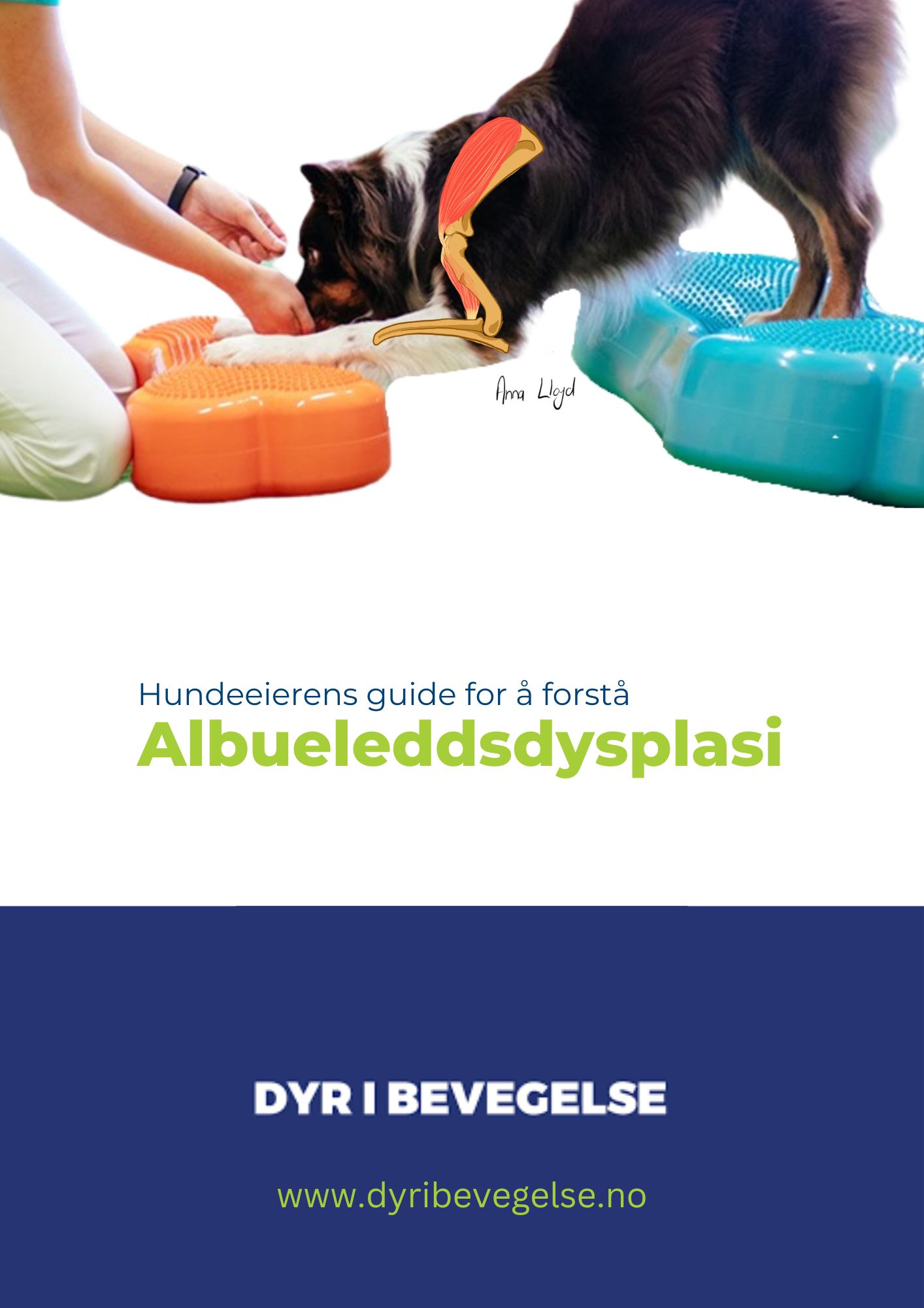 Eiers guide for å forstå albueleddsdysplasi hos hund