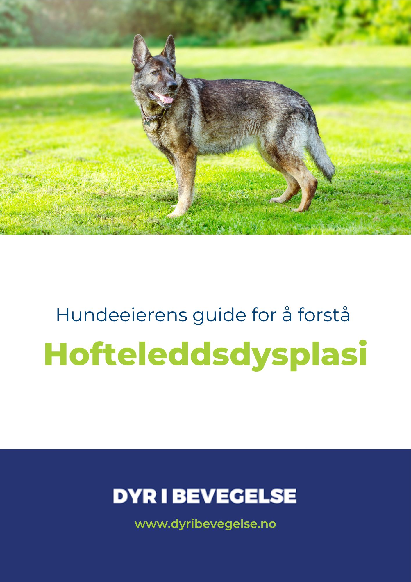 Eiers guide for å forstå hofteleddsdysplasi hos hund