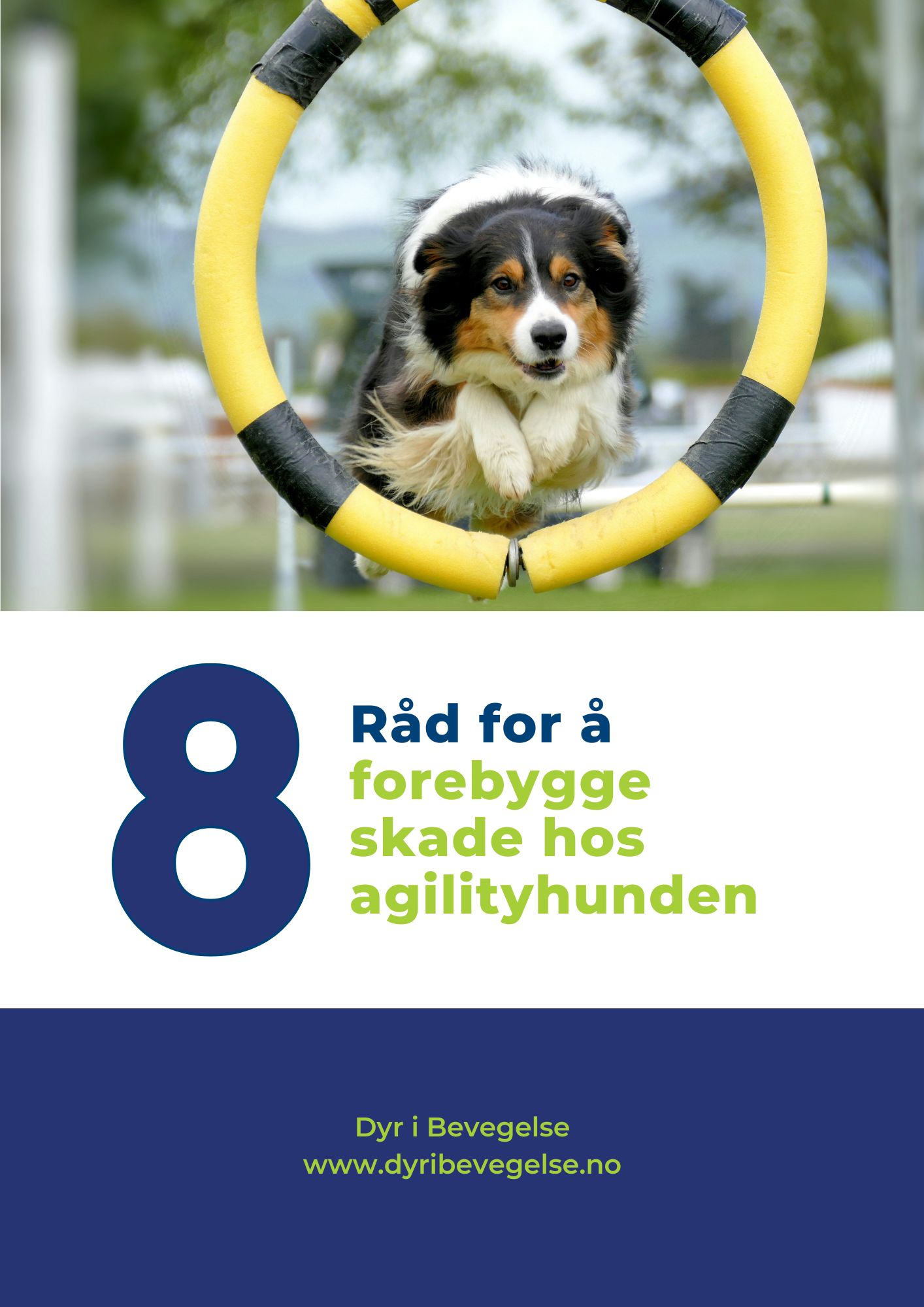 8 råd for å forebygge skade hos agilityhunden