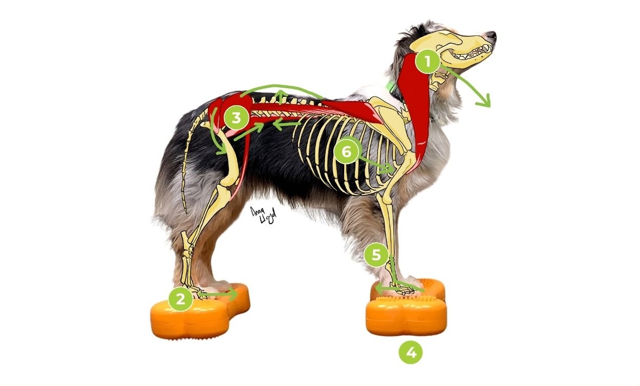 Hofteleddsdysplasi hos hund