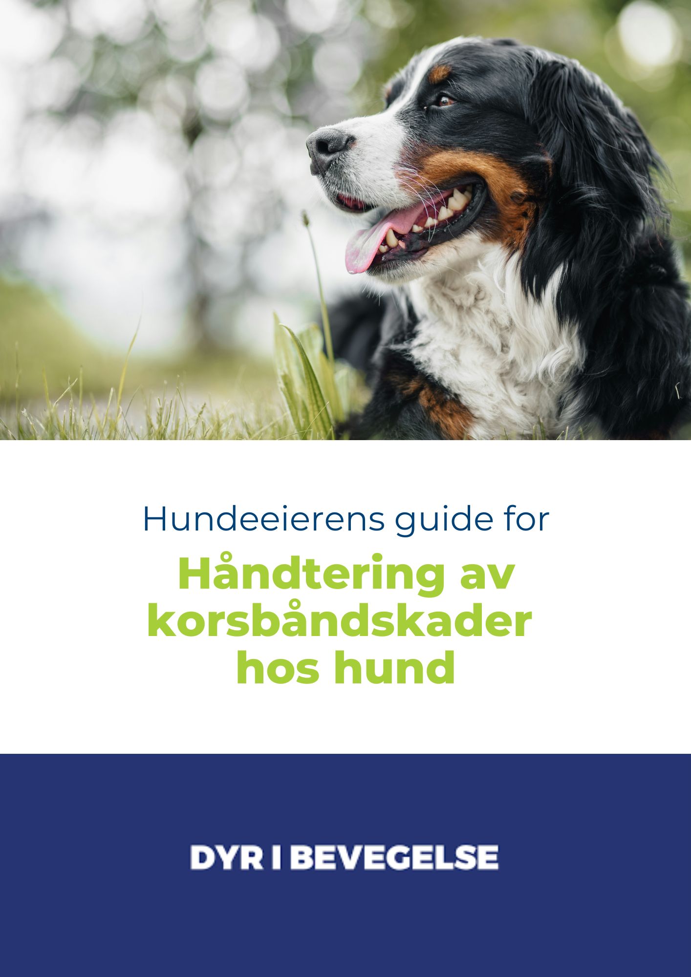 Hundeeierens guide for håndtering av korsbåndskader hos hund