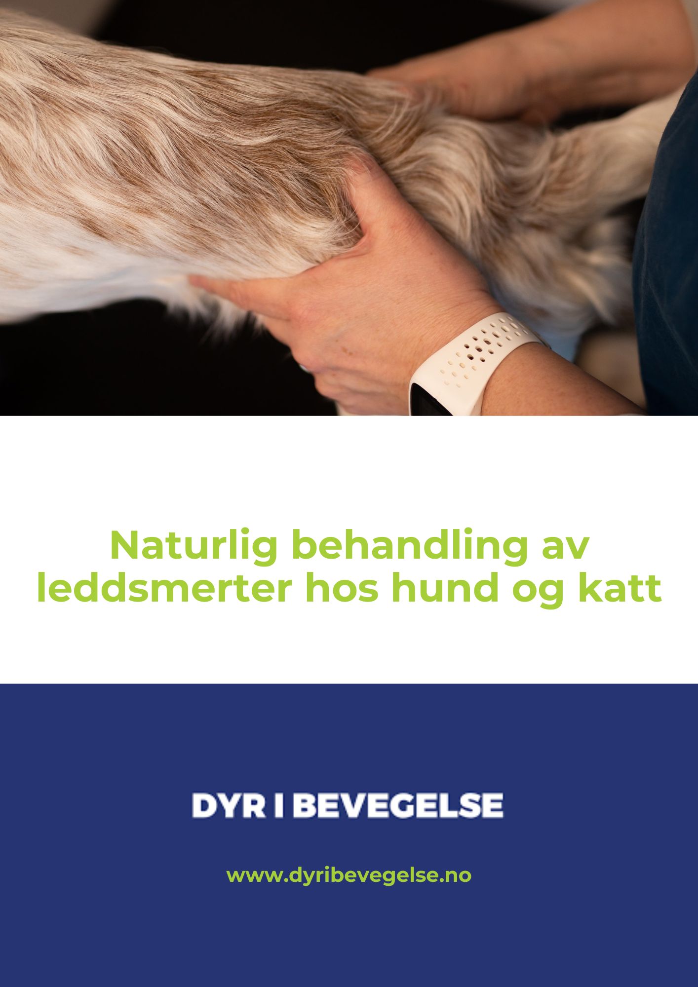 Naturlig behandling av leddsmerte hos hund og katt