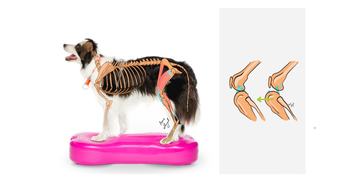Korsbåndruptur hos hund