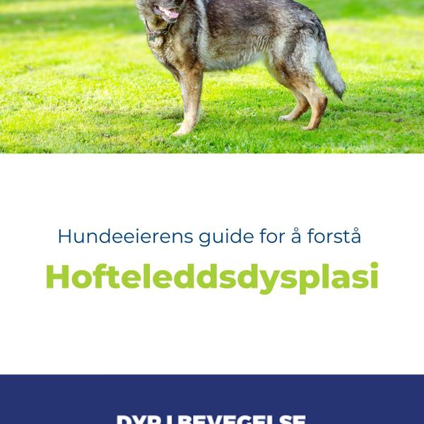 Eiers guide for å forstå hofteleddsdysplasi hos hund