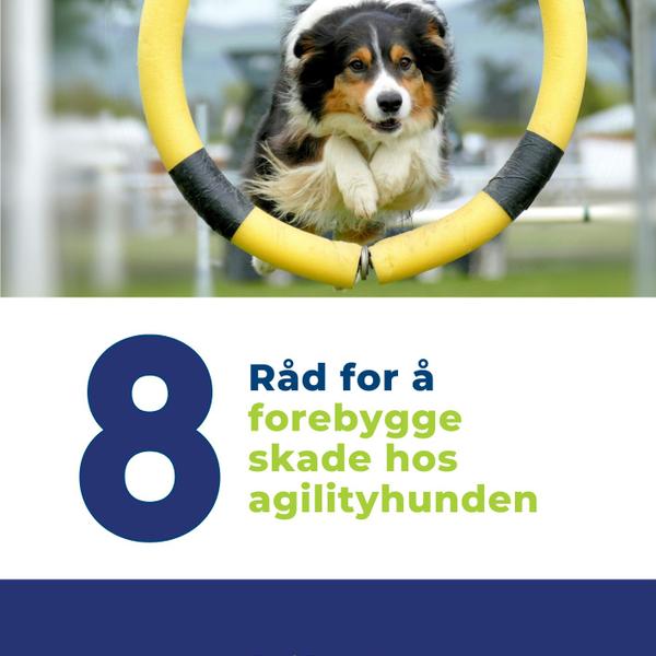8 råd for å forebygge skade hos agilityhunden
