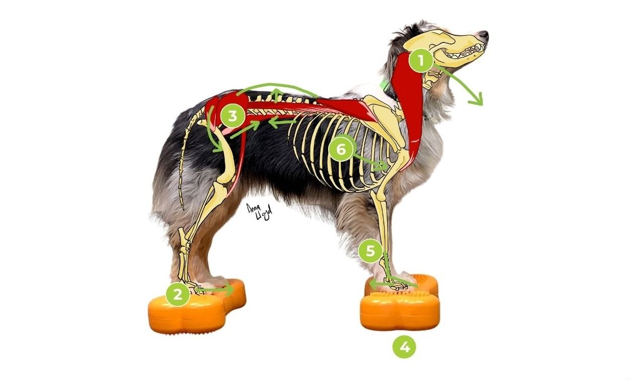 Hofteleddsdysplasi hos hund