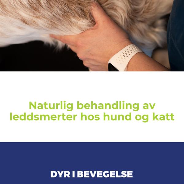 Naturlig behandling av leddsmerte hos hund og katt