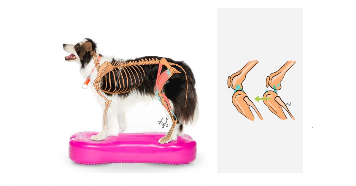 Korsbåndruptur hos hund