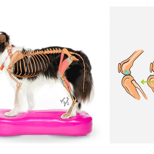 Korsbåndruptur hos hund